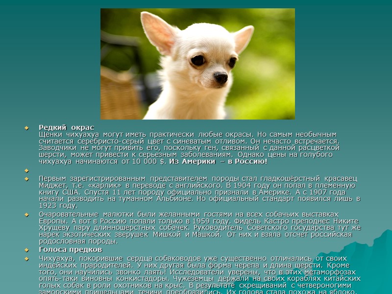 Редкий окрас Щенки чихуахуа могут иметь практически любые окрасы. Но самым необычным считается серебристо-серый Редкий окрас Щенки чихуахуа могут иметь практически любые окрасы. Но самым необычным считается серебристо-серый